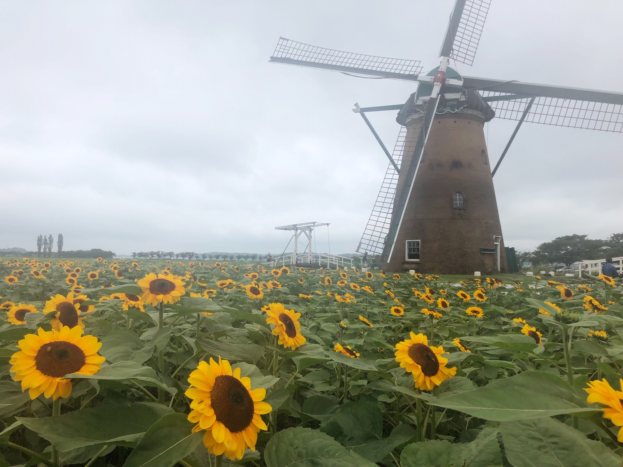windmill_flower