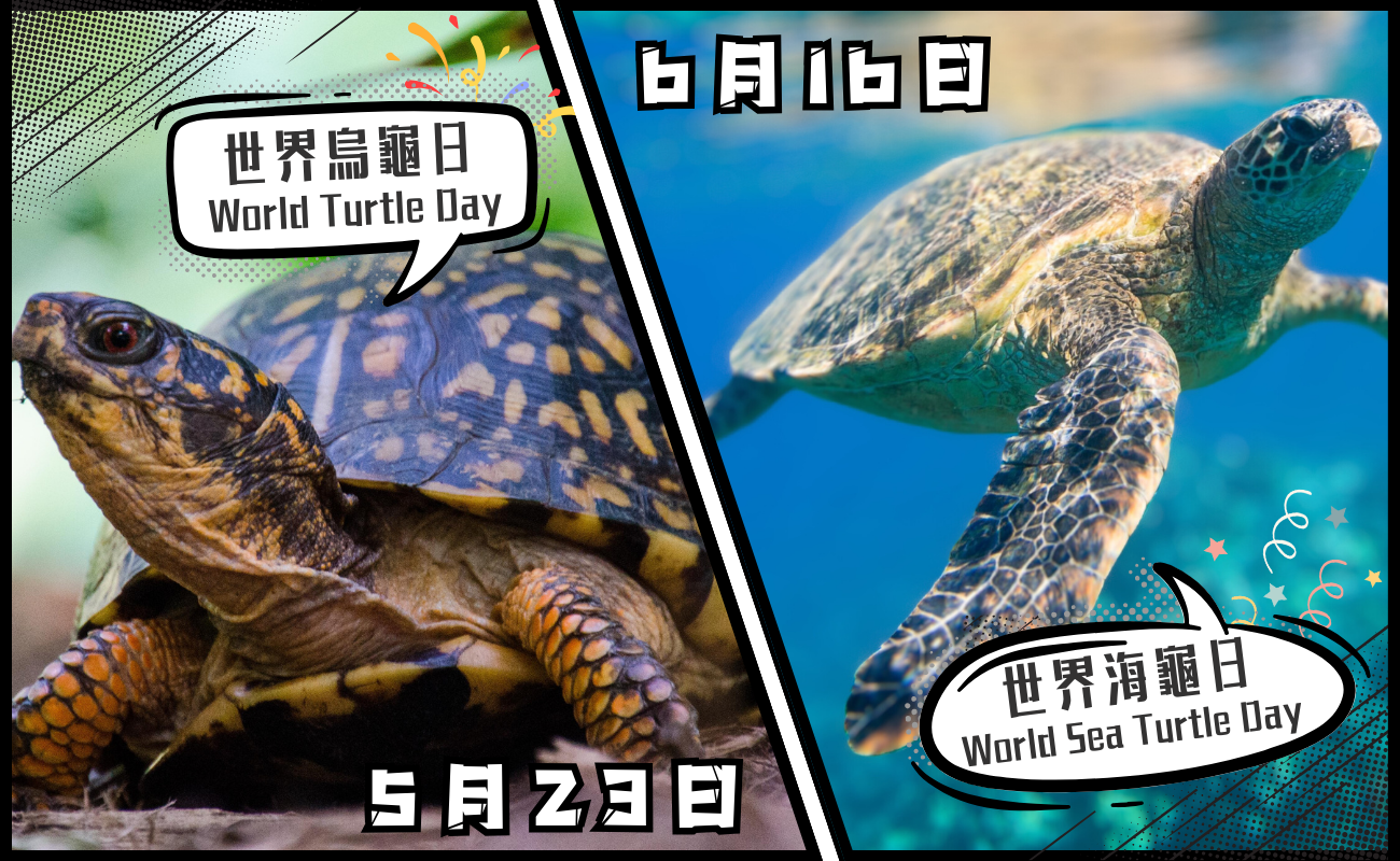 世界海龜日,世界烏龜日